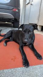 Found/Stray Male Dog last seen Walgreens on sw 13th street miami 33129, Miami, FL 33129