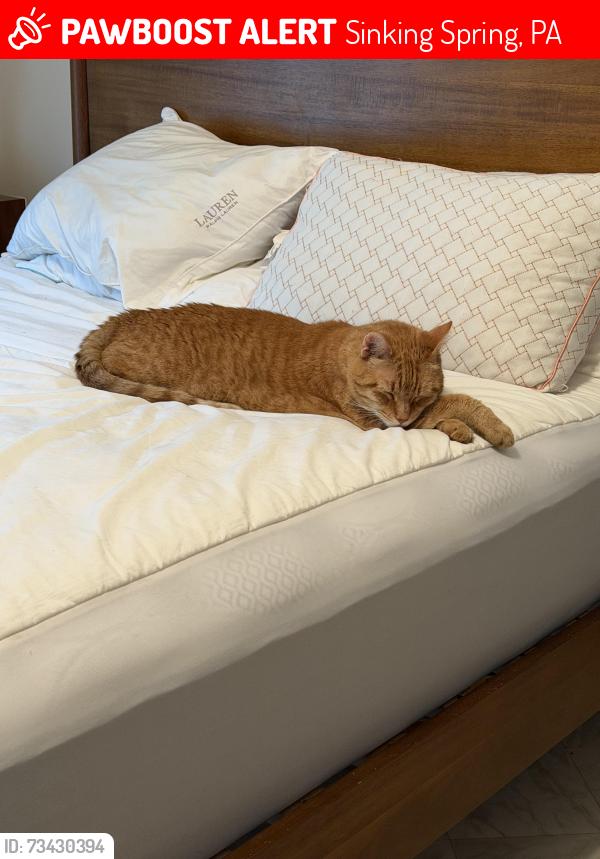 Lost Male Cat last seen Near Hain Road, Sinking Spring, PA 19608