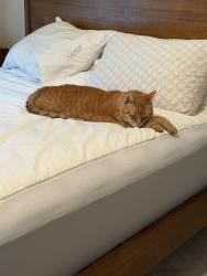 Lost Male Cat last seen Near Hain Road, Sinking Spring, PA 19608