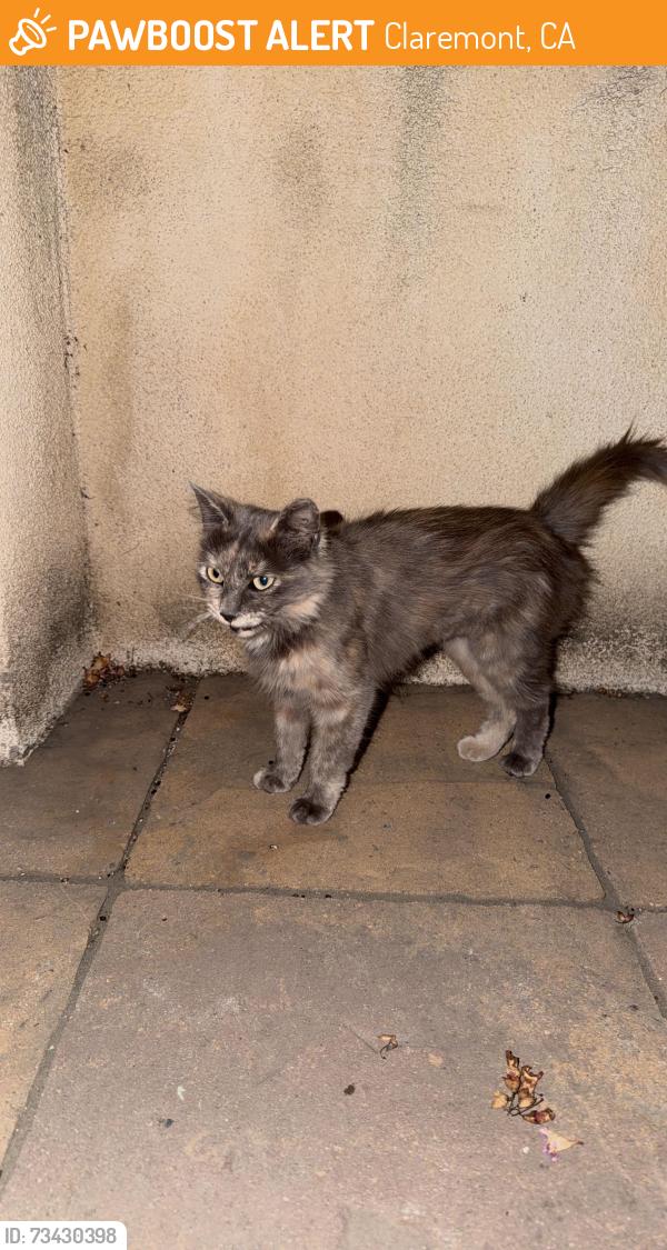 Found/Stray Female Cat last seen Baseline, Claremont, CA 91711