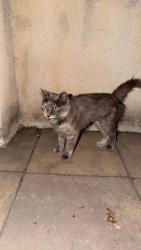 Found/Stray Female Cat last seen Baseline, Claremont, CA 91711