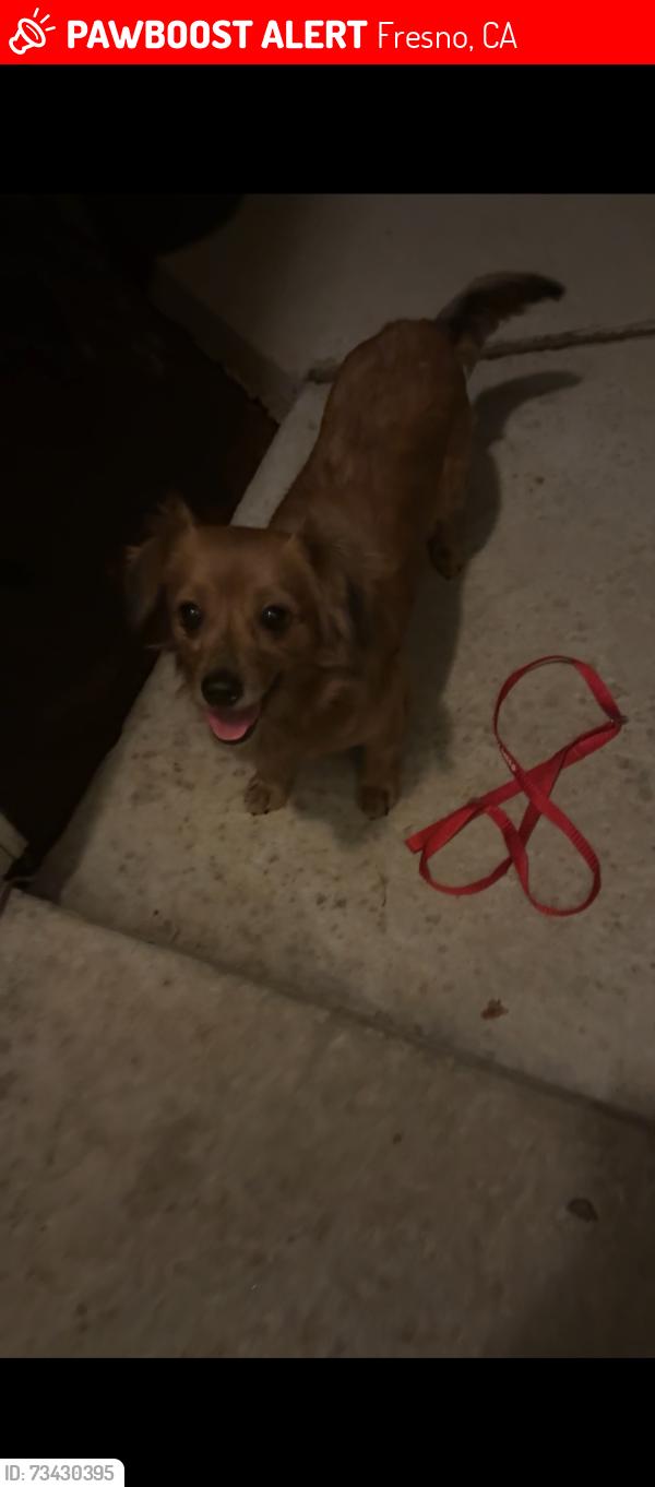 Lost Female Dog last seen Woodward park, Fresno, CA 93720