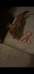 Lost Female Dog last seen Woodward park, Fresno, CA 93720