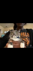 Lost Female Cat last seen Norfolk naval shipyard, Portsmouth, VA 23704