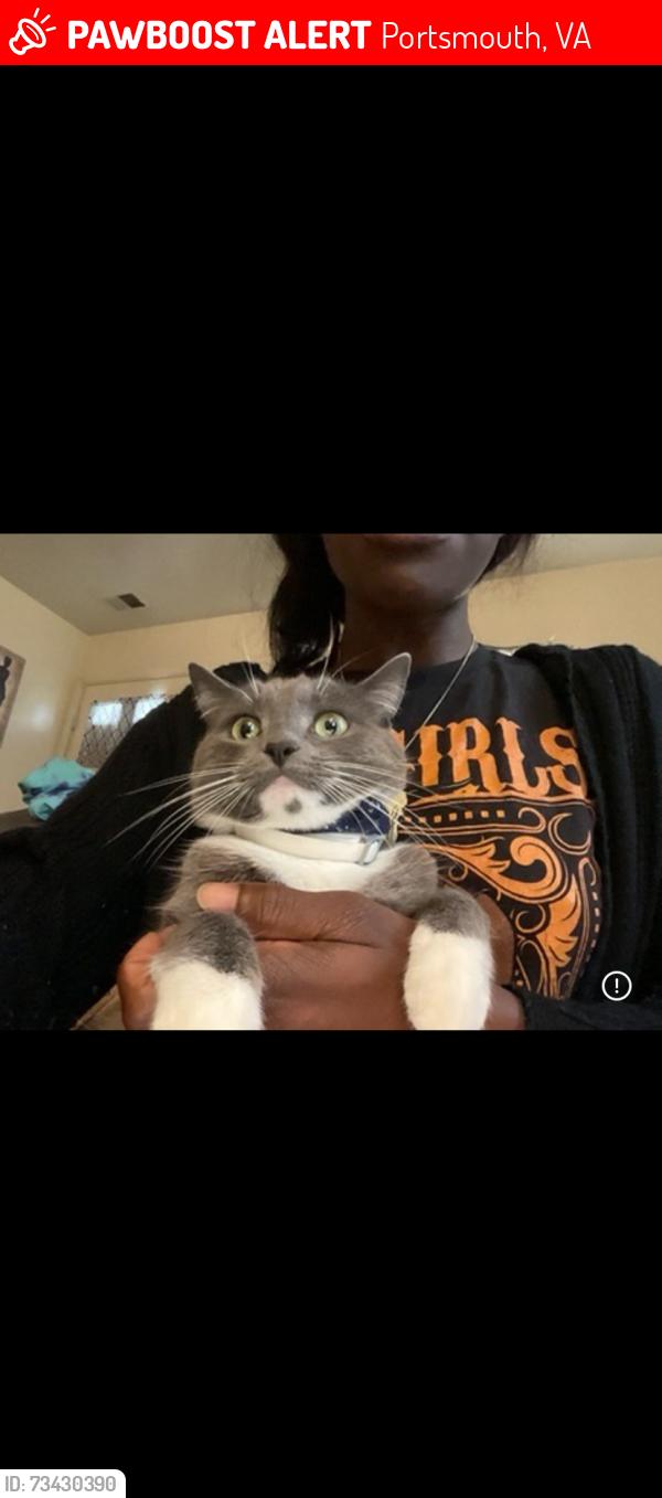 Lost Female Cat last seen Norfolk naval shipyard, Portsmouth, VA 23704