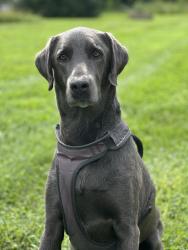 Lost Male Dog last seen Near speedway, US-311,  27025