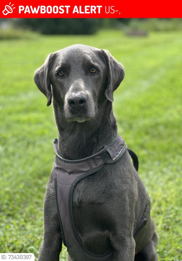 Lost Male Dog last seen Near speedway, US-311,  27025