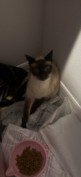 Found/Stray Female Cat last seen Jennings, Englewood East, FL 33981