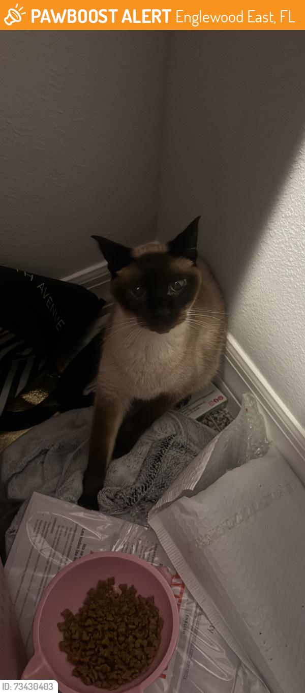 Found/Stray Female Cat last seen Jennings, Englewood East, FL 33981