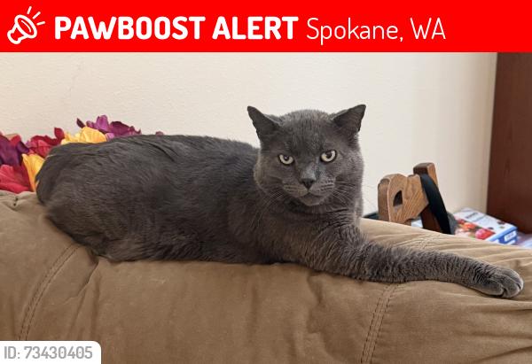 Lost Male Cat last seen Riverview retirement community, Spokane, WA 99207
