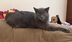 Lost Male Cat last seen Riverview retirement community, Spokane, WA 99207