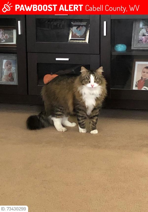 Lost Male Cat last seen Morris Court, Hillview Lane and James River Turnpike, Cabell County, WV 25510