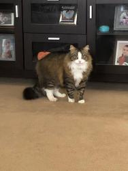Lost Male Cat last seen Morris Court, Hillview Lane and James River Turnpike, Cabell County, WV 25510