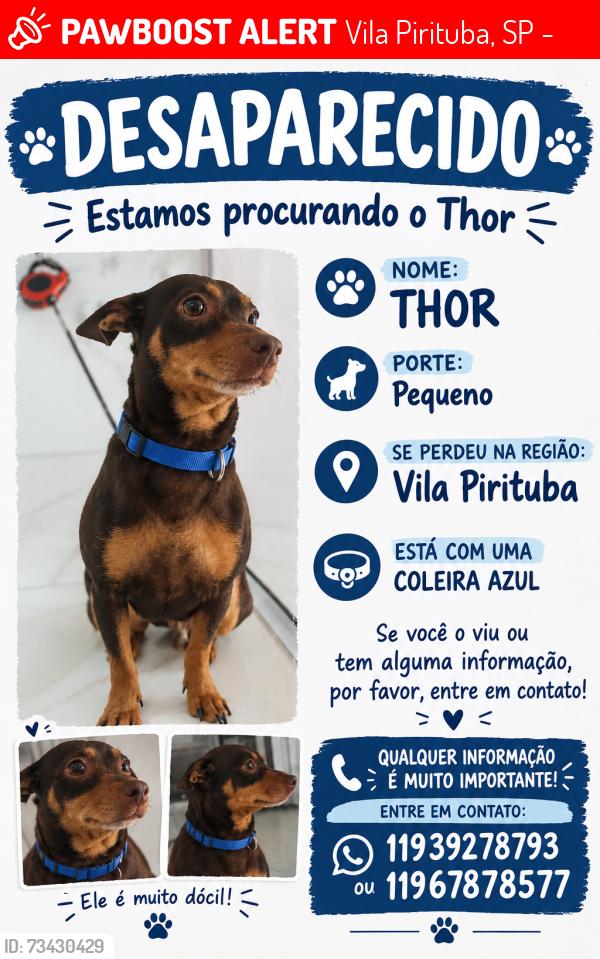 Lost Male Dog last seen rua luís cunha, Vila Pirituba, SP 05172-030