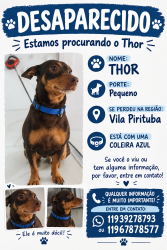 Lost Male Dog last seen rua luís cunha, Vila Pirituba, SP 05172-030