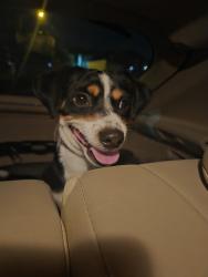Found/Stray Male Dog last seen Saddlebrook Park, Houston, TX 77065
