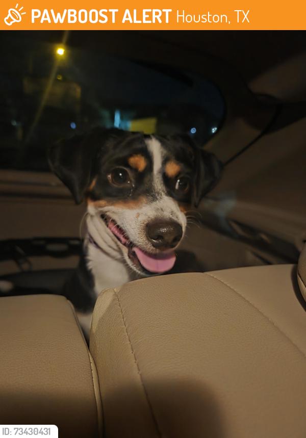 Found/Stray Male Dog last seen Saddlebrook Park, Houston, TX 77065