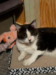 Lost Male Cat last seen Houston Valley hosp, Kingsport, TN 37660