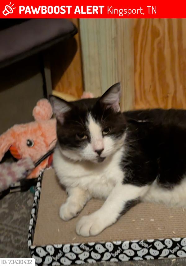 Lost Male Cat last seen Houston Valley hosp, Kingsport, TN 37660