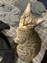 Reunited Unknown Cat last seen Near Crystal Community Church, Gaithersburg 20877, Gaithersburg, MD 20877