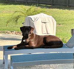 Lost Male Dog last seen Wapiti Trail in Deer Trail II Neighborhood, Conroe, TX 77303