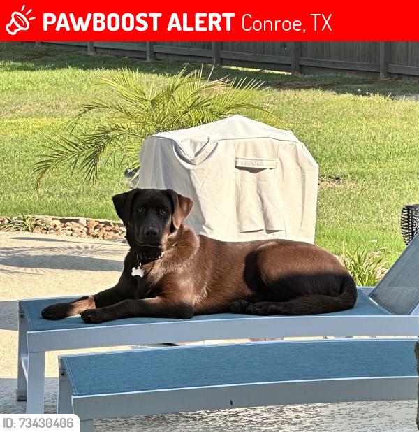 Lost Male Dog last seen Wapiti Trail in Deer Trail II Neighborhood, Conroe, TX 77303