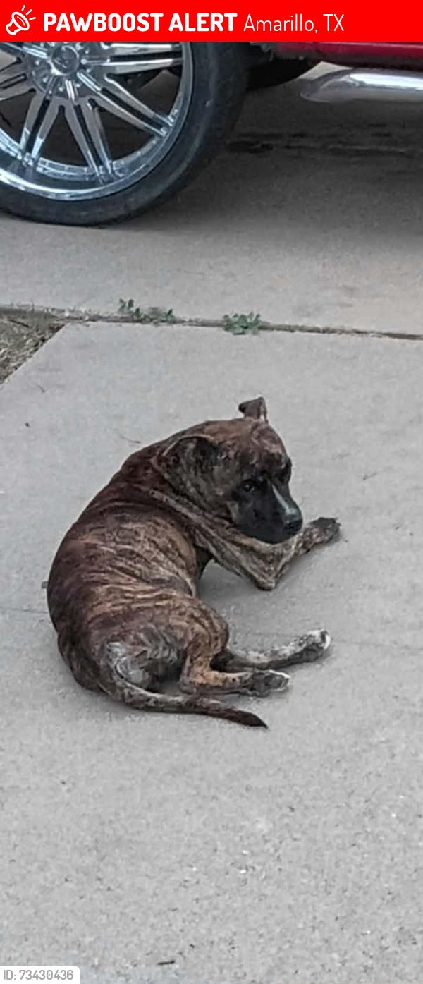 Lost Female Dog last seen 58th and Georgia, Amarillo, TX 79110