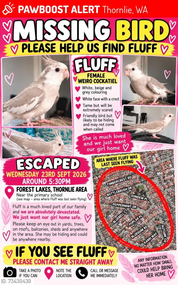 Lost Female Bird last seen Thornlie, Thornlie, WA 6108