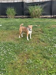 Reunited Female Dog last seen Church and Hancock St, Lansdale, PA 19446