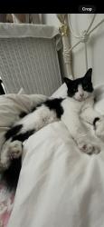 Reunited Male Cat last seen Near Woodlawn Ave, Chula Vista, CA 91911, USA, Chula Vista, CA 91911