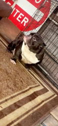 Lost Male Dog last seen Beamer, Houston, TX 77089