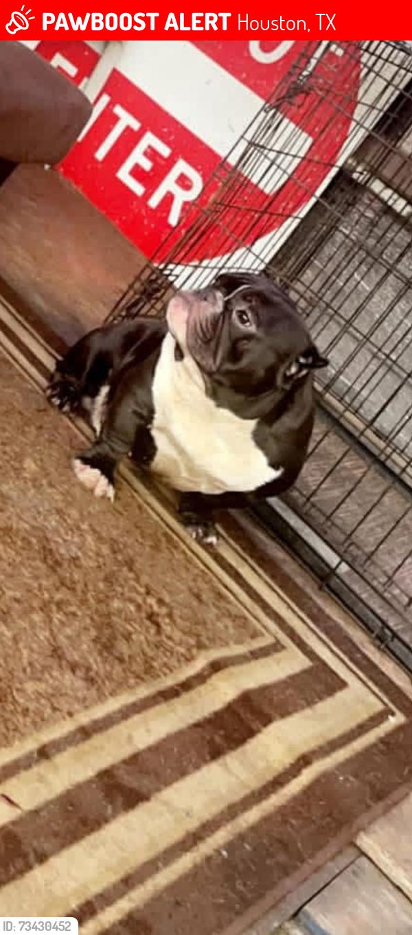 Lost Male Dog last seen Beamer, Houston, TX 77089