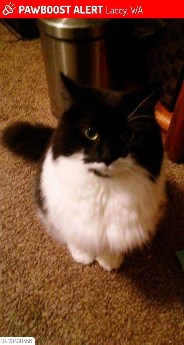 Lost Female Cat last seen Los amigos store, Lacey, WA 98503