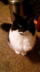 Lost Female Cat last seen Los amigos store, Lacey, WA 98503