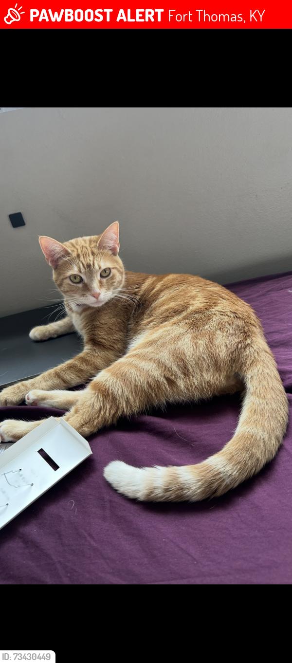Lost Female Cat last seen Klainecrest ave, Crescent ave, W villa place, Robson Ave, Fort Thomas, KY 41075