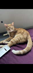 Lost Female Cat last seen Klainecrest ave, Crescent ave, W villa place, Robson Ave, Fort Thomas, KY 41075