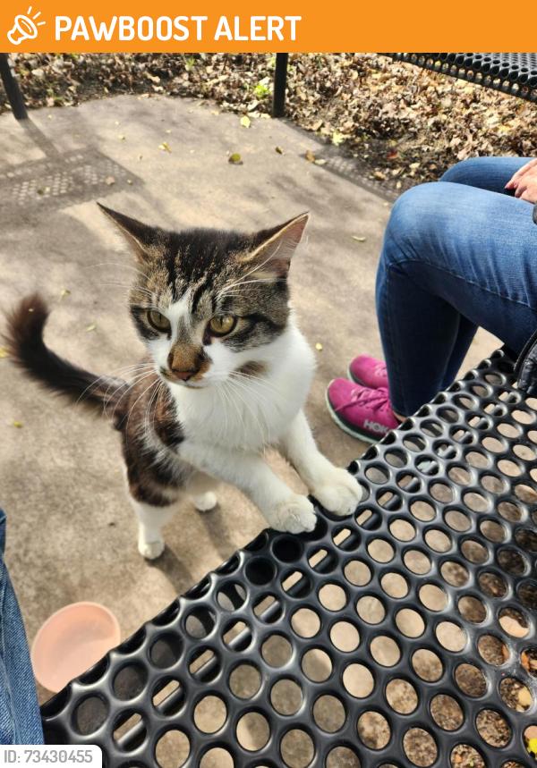 Found/Stray Unknown Cat last seen Brooklyn center government center, Brooklyn Center, MN 55430