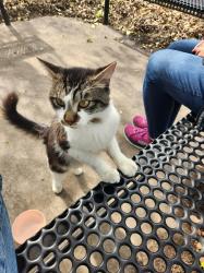 Found/Stray Unknown Cat last seen Brooklyn center government center, Brooklyn Center, MN 55430