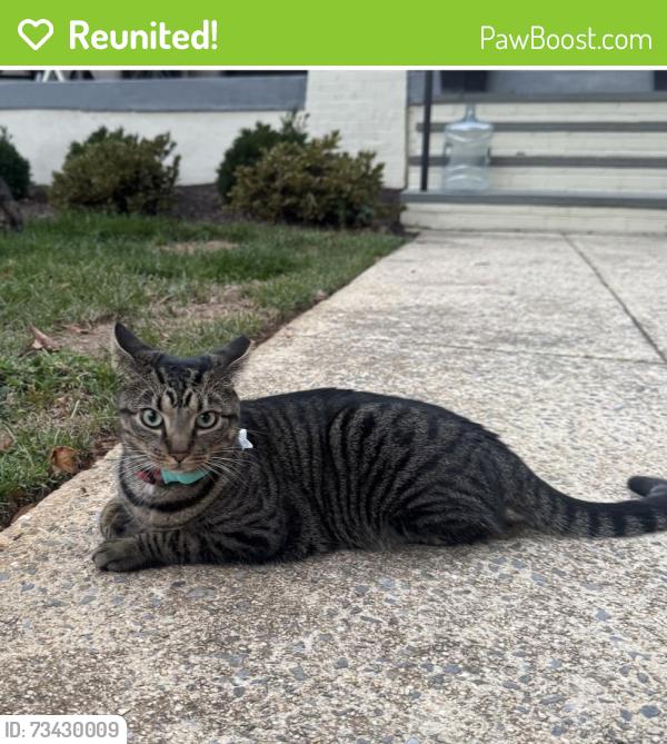 Reunited Female Cat last seen MacArthur and W street, Washington, DC 20007