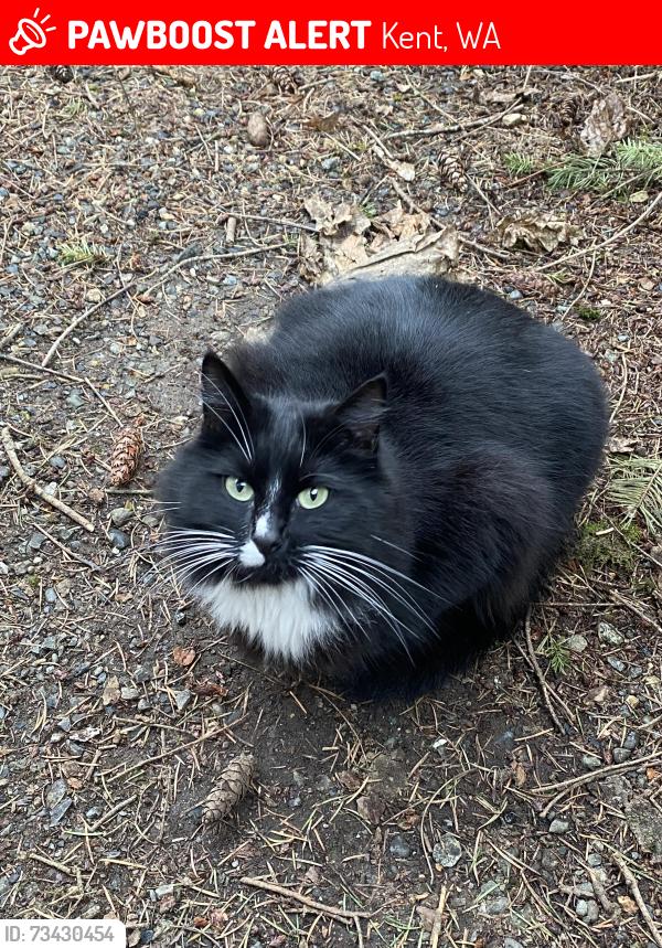 Lost Male Cat last seen Green River Trail, Kent, WA 98030