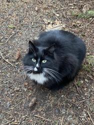 Lost Male Cat last seen Green River Trail, Kent, WA 98030