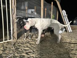 Lost Male Dog last seen Jago st, Cabazon, CA 92230