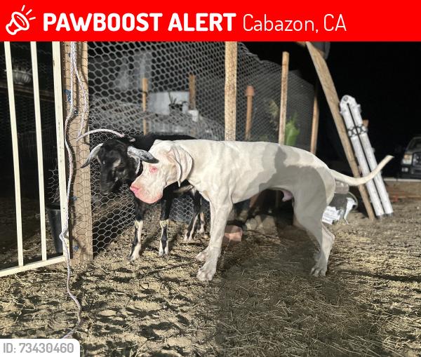 Lost Male Dog last seen Jago st, Cabazon, CA 92230