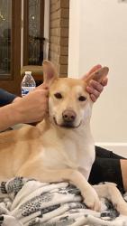 Reunited Female Dog last seen 43rd and Olive, Phoenix, AZ 85302