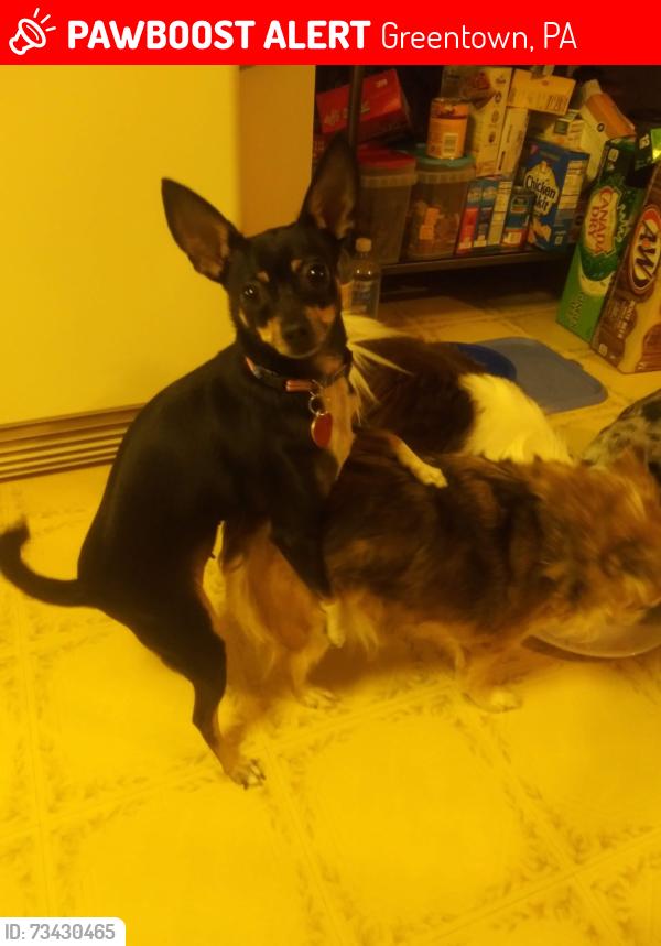Lost Female Dog last seen Shiny mtn.road, Greentown, PA 18426
