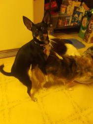 Lost Female Dog last seen Shiny mtn.road, Greentown, PA 18426