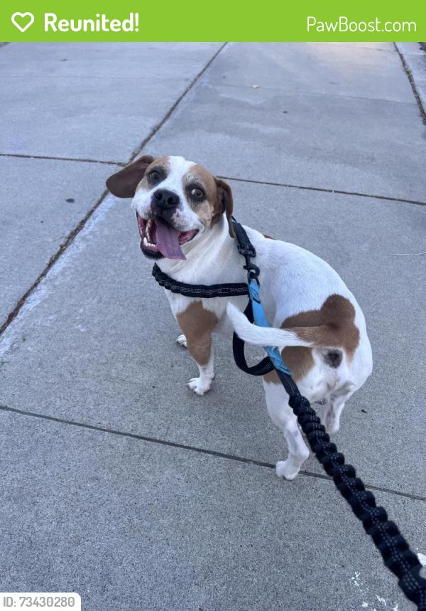 Reunited Male Dog last seen Houndshaven & Branham, San Jose, CA 95111
