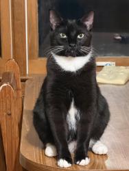 Lost Male Cat last seen Watkins Rd, Raleigh, NC 27616