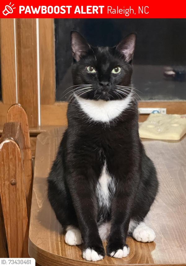 Lost Male Cat last seen Watkins Rd, Raleigh, NC 27616