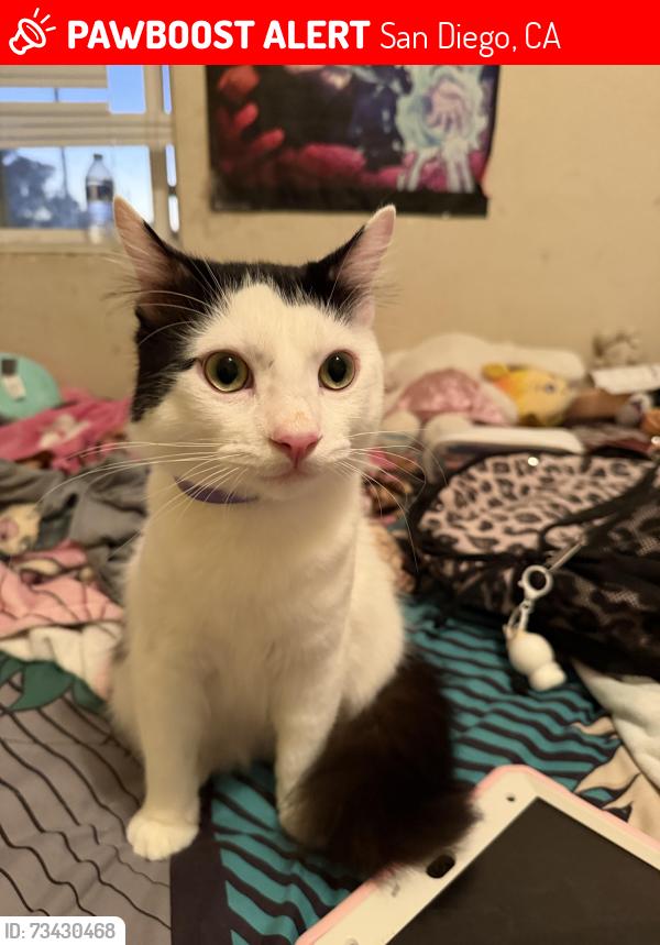 Lost Unknown Cat last seen Birch & una, San Diego, CA 92113